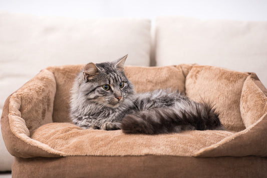 Cat on cat bed