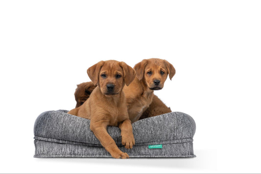 two dogs on a cooling pet bed