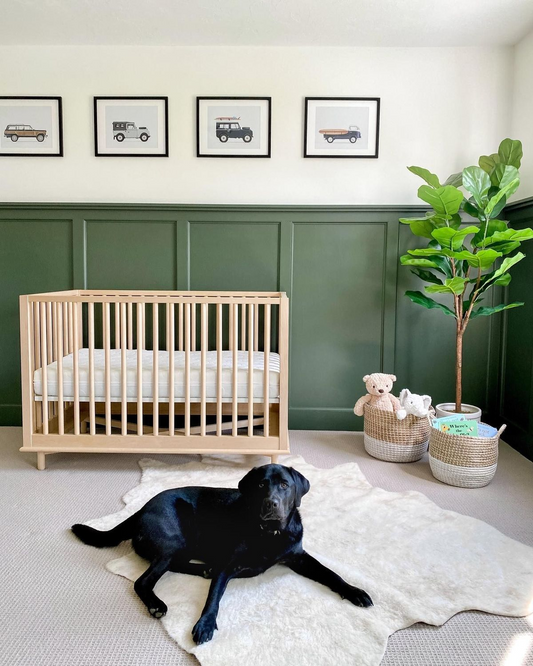 Dog laying on a rug in nursery wondering where the dog beds are